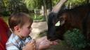 Maxence donne à manger à la chèvre…