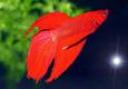 Betta Splendens (combatant)